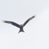 Flugshow MSV-Blaustein