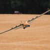3. internationales Airlinertreffen Fliegergruppe Gingen/Fils e. V. 12.07.2015