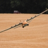 3. internationales Airlinertreffen Fliegergruppe Gingen/Fils e. V. 12.07.2015