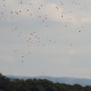 30. InterEx HMSV – Vaihingen/Enz 05.09.2015
