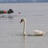 32. Graupner Bodensee-Cup Hagnau