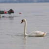 32. Graupner Bodensee-Cup Hagnau