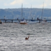 37. Graupner Bodensee-Cup 19.09.2015