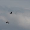 1dfh-40jahre-dmfv06072012_050
