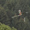 DMFV Jubiläums-Airmeeting