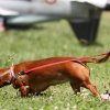 DMFV Jubiläums-Airmeeting