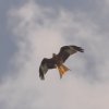 DMFV Jubiläums-Airmeeting
