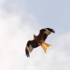 DMFV Jubiläums-Airmeeting