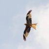 DMFV Jubiläums-Airmeeting