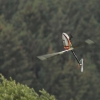 DMFV Jubiläums-Airmeeting
