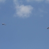 DMFV Jubiläums-Airmeeting