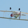 DMFV Jubiläums-Airmeeting