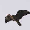 45. internationale Hahnweide Segelflugwettbewerb