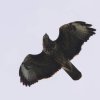 45. internationale Hahnweide Segelflugwettbewerb