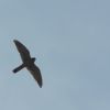 45. internationale Hahnweide Segelflugwettbewerb