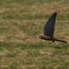 45. internationale Hahnweide Segelflugwettbewerb