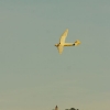 45. internationale Hahnweide Segelflugwettbewerb