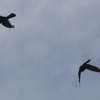 45. internationale Hahnweide Segelflugwettbewerb