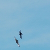 45. internationale Hahnweide Segelflugwettbewerb