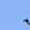 45. internationale Hahnweide Segelflugwettbewerb