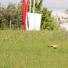 Hahnweide-Segelflugwettbewerb 2012