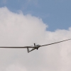 Hahnweide-Segelflugwettbewerb 2012