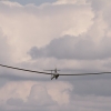 Hahnweide-Segelflugwettbewerb 2012