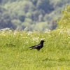 Hahnweide-Segelflugwettbewerb 2012