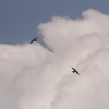 Hahnweide-Segelflugwettbewerb 2012