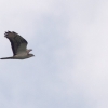 Hahnweide-Segelflugwettbewerb 2012