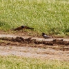 Hahnweide-Segelflugwettbewerb 2012