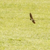 Hahnweide-Segelflugwettbewerb 2012