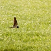 Hahnweide-Segelflugwettbewerb 2012