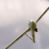Hahnweide-Segelflugwettbewerb 2012