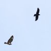 Hahnweide-Segelflugwettbewerb 2012
