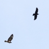 Hahnweide-Segelflugwettbewerb 2012