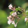 48. Hahnweide-Segelflugwettbewerb 25.05.2014