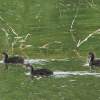 48. Hahnweide-Segelflugwettbewerb 25.05.2014