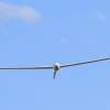 48. Hahnweide-Segelflugwettbewerb 25.05.2014
