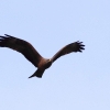 48. Hahnweide-Segelflugwettbewerb 25.05.2014