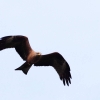 48. Hahnweide-Segelflugwettbewerb 25.05.2014