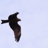 48. Hahnweide-Segelflugwettbewerb 25.05.2014