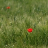 48. Hahnweide-Segelflugwettbewerb 25.05.2014