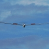 48. Hahnweide-Segelflugwettbewerb 25.05.2014