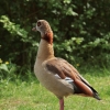 48. Hahnweide-Segelflugwettbewerb 25.05.2014