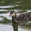 48. Hahnweide-Segelflugwettbewerb 25.05.2014