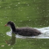 48. Hahnweide-Segelflugwettbewerb 25.05.2014