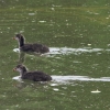 48. Hahnweide-Segelflugwettbewerb 25.05.2014