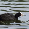 48. Hahnweide-Segelflugwettbewerb 25.05.2014