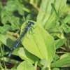 48. Hahnweide-Segelflugwettbewerb 25.05.2014